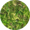 Moss